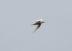 Gygis alba