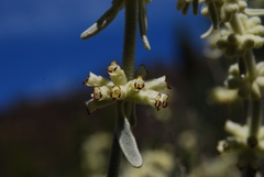 Sideritis soluta
