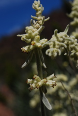 Sideritis soluta