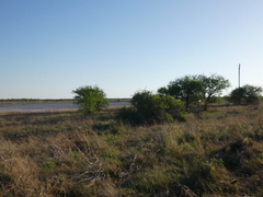 Pternistis adspersus