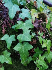 Hedera helix