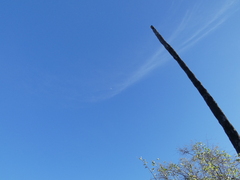 Centropus senegalensis flecki