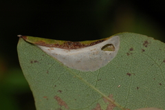 Macrosaccus robiniella