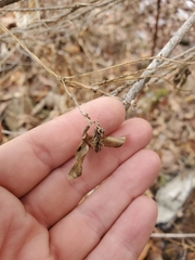 Lathyrus ochroleucus