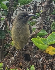 Anthobaphes violacea