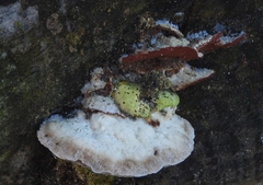 Trametes suaveolens