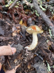 Suillus pungens