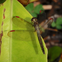Neurothemis manadensis