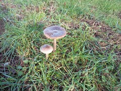 Volvopluteus gloiocephalus