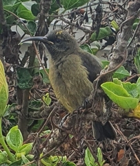 Anthobaphes violacea