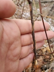 Lathyrus ochroleucus