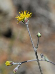 Hymenopappus filifolius lugens