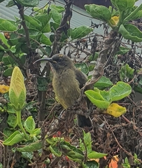 Anthobaphes violacea