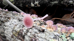 Mycena pura