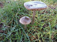 Volvopluteus gloiocephalus