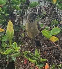 Anthobaphes violacea