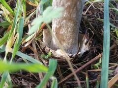 Volvopluteus gloiocephalus