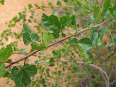 Rhus trilobata