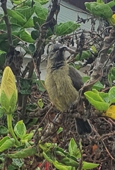 Anthobaphes violacea