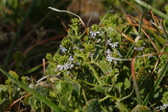 Scaevola crassifolia