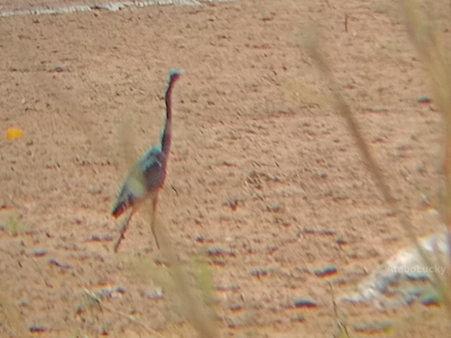 Black-headed Heron