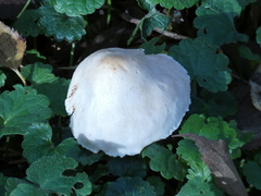 Basidiomycota
