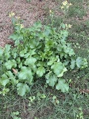 Brassiceae