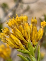 Pteronia paniculata