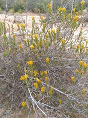 Pteronia paniculata