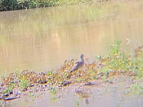Wattled Lapwing