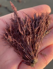 Lithothrix aspergillum