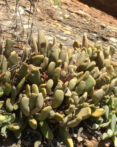 Hereroa tugwelliae (L.Bolus) L.Bolus 3