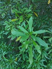 Pseudopanax