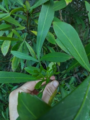 Pseudopanax