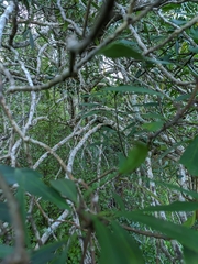 Pseudopanax