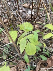 Rudbeckia laciniata