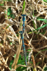 Coenagrion scitulum