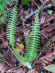 Struthiopteris spicant