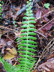 Struthiopteris spicant