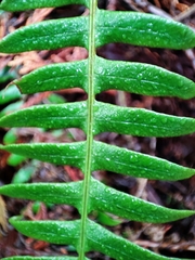 Struthiopteris spicant