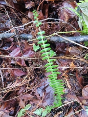 Struthiopteris spicant