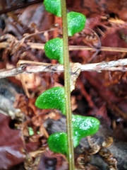 Struthiopteris spicant