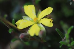 Hibbertia australis