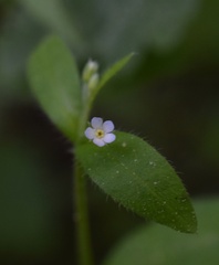 Myosotis sparsiflora