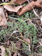 Chaerophyllum procumbens