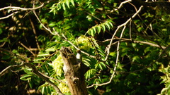 Myiarchus swainsoni