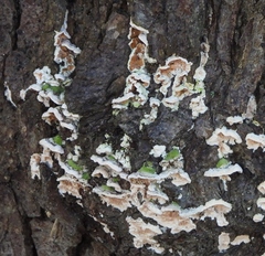 Skeletocutis amorpha