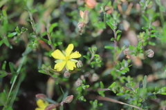 Hibbertia australis