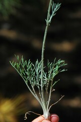 Hymenopappus filifolius lugens