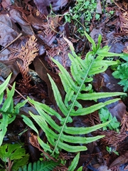 Polypodium glycyrrhiza